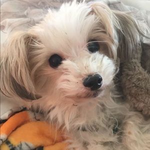 Meet your Posher, Abigail